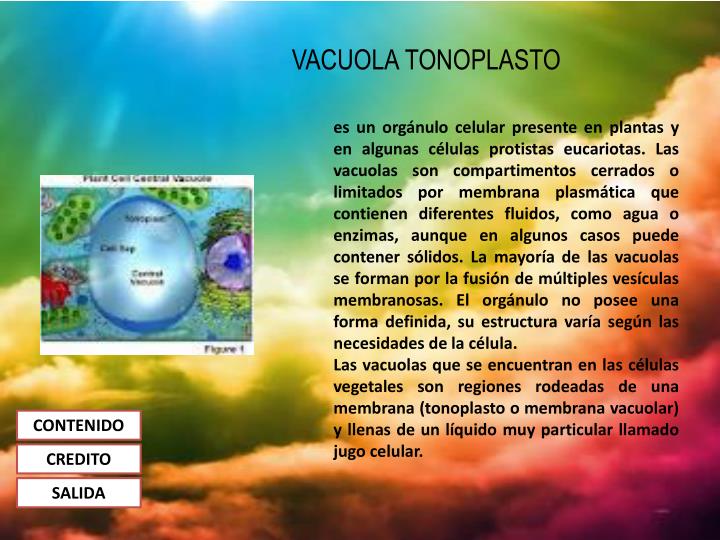 PPT - CELULA VEGETAL PowerPoint Presentation - ID:2267887