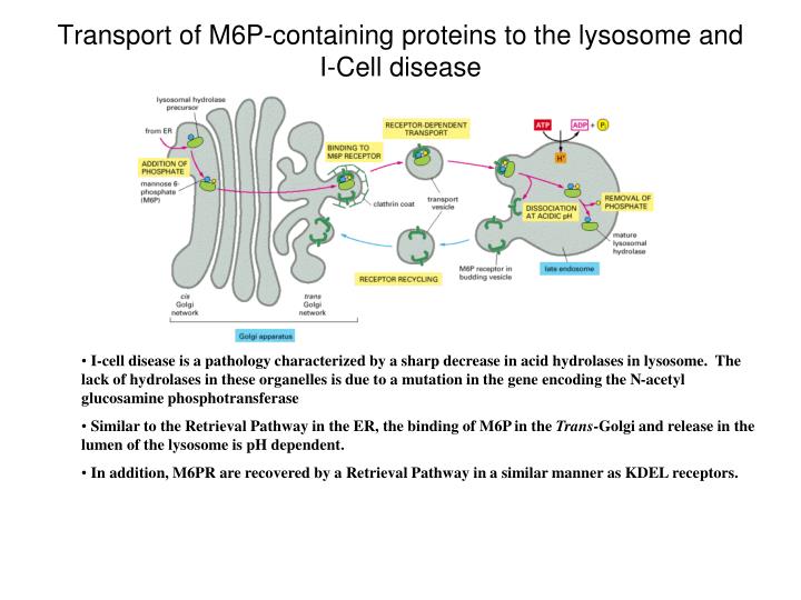 lysosome cell disease m6p sorting transport protein ppt apparatus golgi containing proteins powerpoint presentation