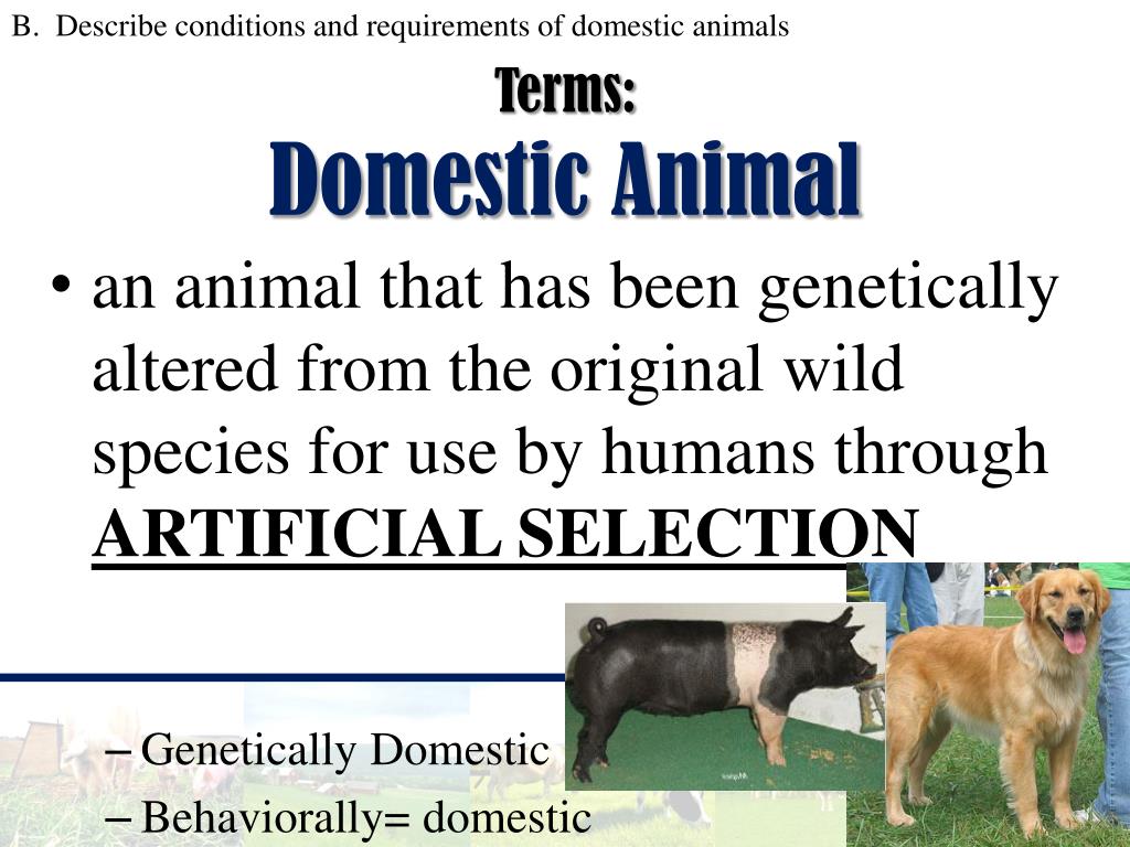 PPT - Introduction to ANIMAL SCIENCE PowerPoint Presentation, free download  - ID:2269135