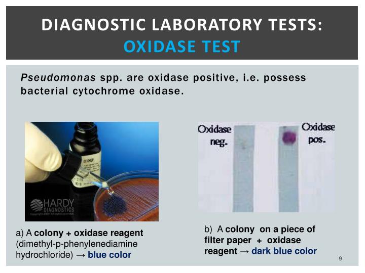 PPT Practical Medical Microbiology PowerPoint Presentation ID2269533 PPT Practical Medical Microbiology PowerPoint Presentation ID2269533