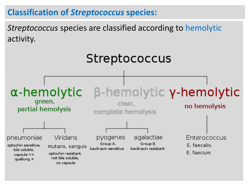 Gram-positive Classification