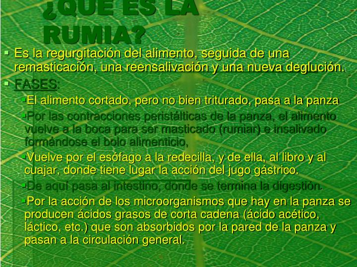 PPT - LOS RUMIANTES PowerPoint Presentation - ID:2270653