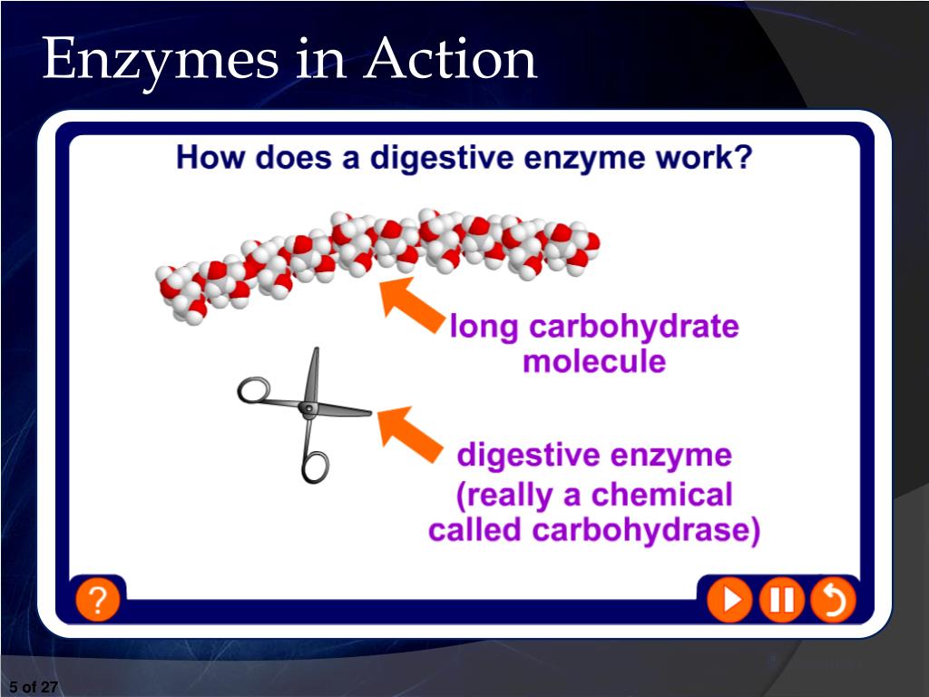 PPT Which enzyme does saliva contain? Which enzyme works