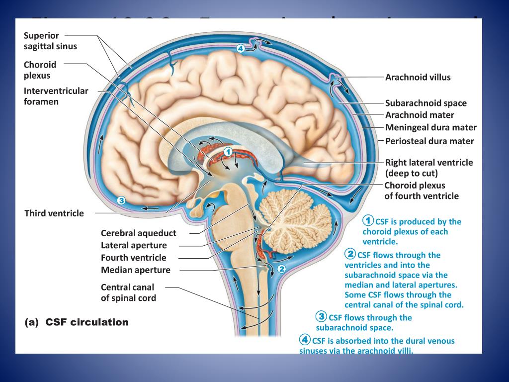 Центр времени в мозге. Circulation of the cerebrospinal Fluid. CSF курседа. Ventricular System and subarachnoid Space in the Brain. Puncture of the subarachnoid Space. Procedure.