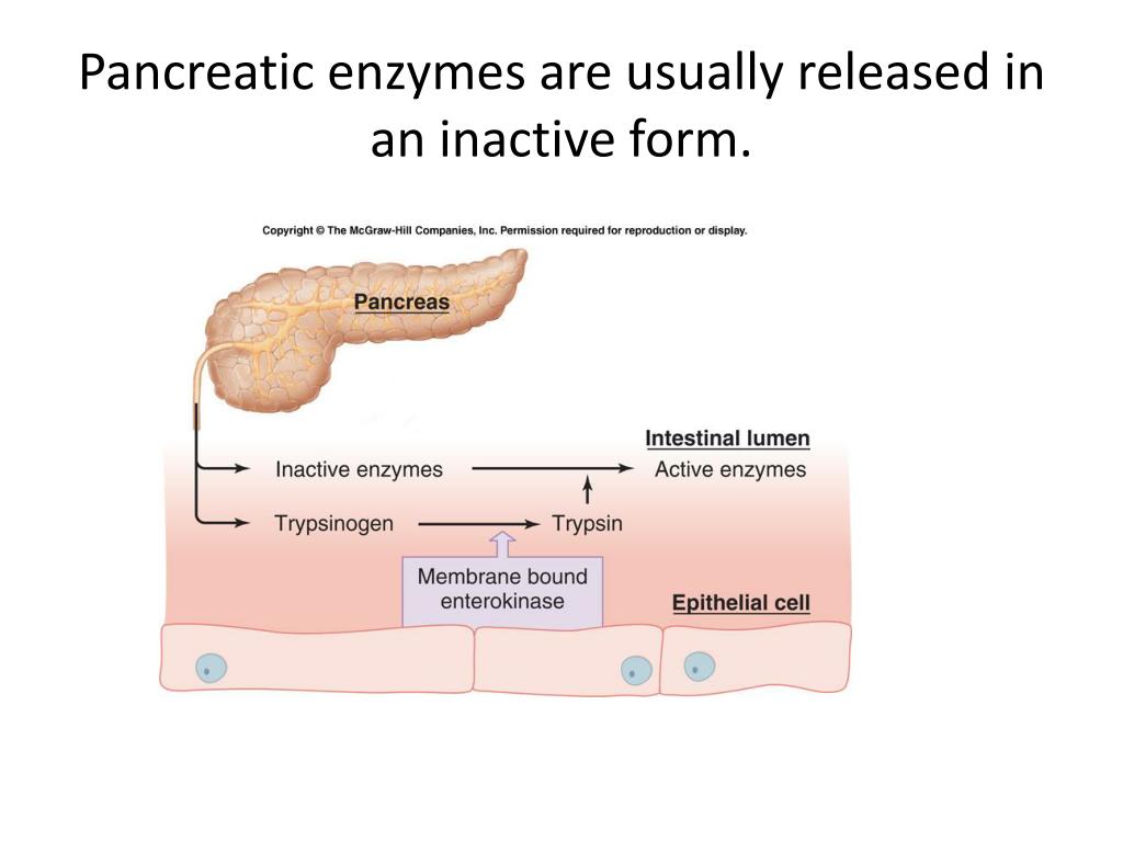 PPT - Gastrointestinal Pathophysiology PowerPoint Presentation, free