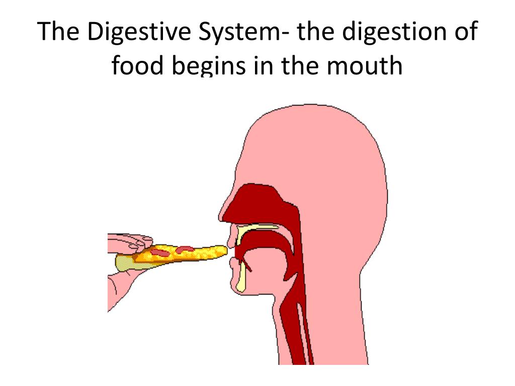 PPT - The Digestive System- the digestion of food begins in the mouth