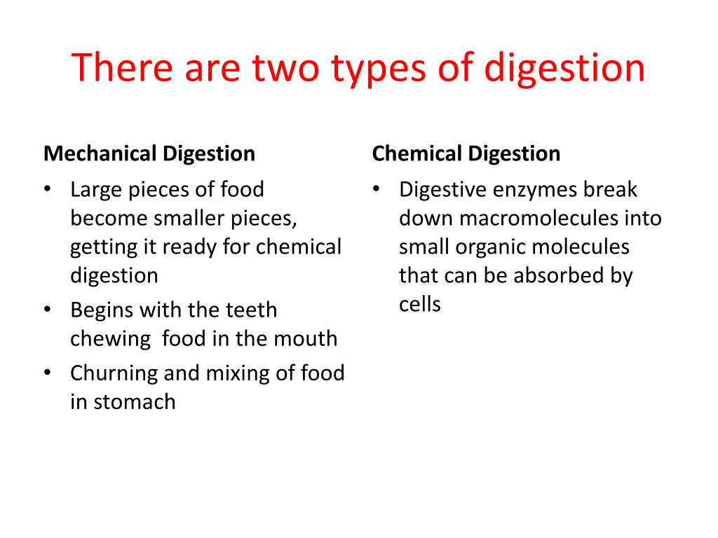 PPT The Digestive System the digestion of food begins in the mouth