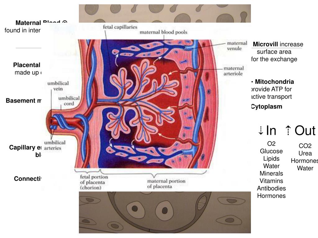 PPT - Structure and Function of the placenta PowerPoint Presentation ...