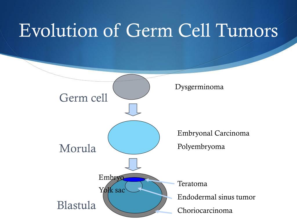 Germs перевод. Germ Cell tumors classification. Germ перевод. Герм монулера.