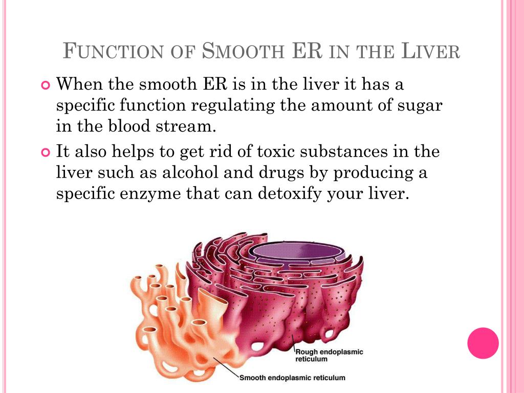 PPT - Endoplasmic Reticulum (ER) PowerPoint Presentation - ID:2273334