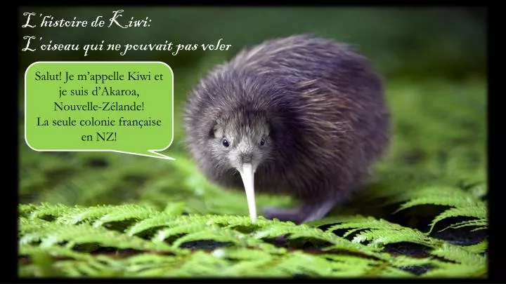 Ppt Lhistoire De Kiwi Loiseau Qui Ne Pouvait Pas Voler