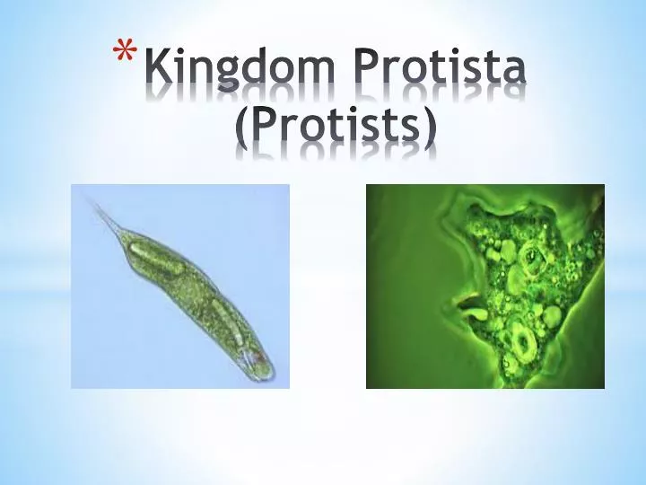 PPT - Kingdom Protista ( Protists ) PowerPoint Presentation, Free ...