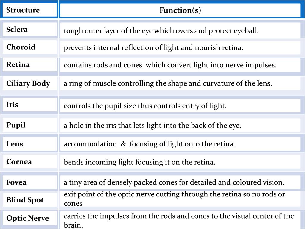 Eye Anatomy: The Structures of the Eye and Their Functions