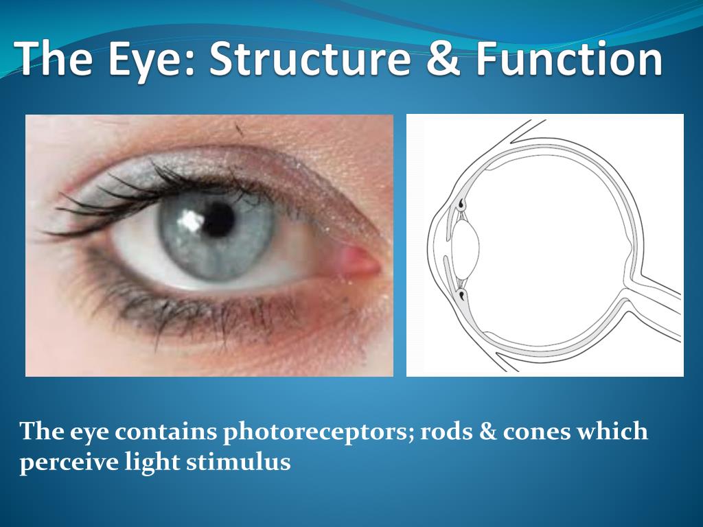the eye structure function l