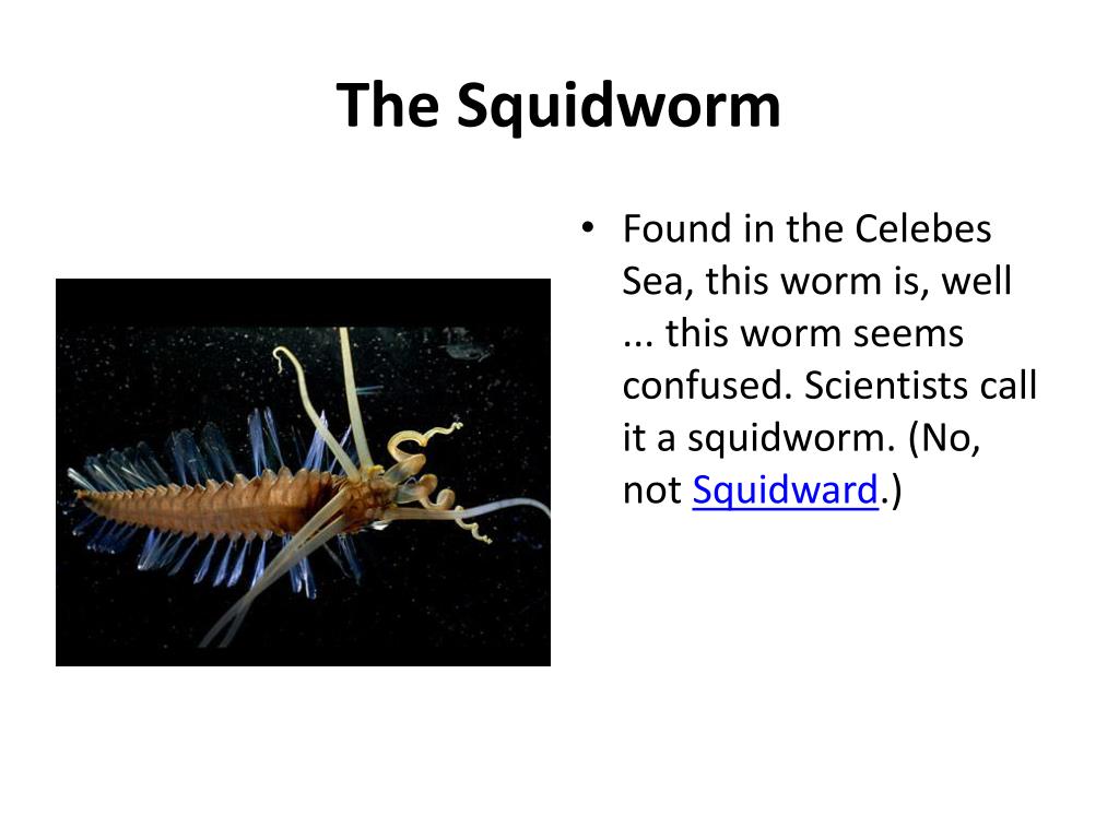 PPT - Strange Animals of the Ocean PowerPoint Presentation, free download -  ID:2273899