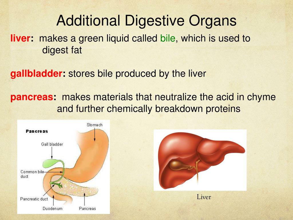 Digestive organs
