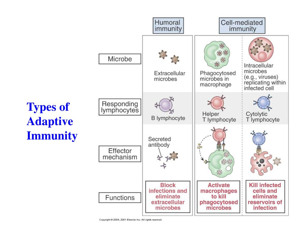 PPT - Innate and Adaptive Immunity PowerPoint Presentation, free