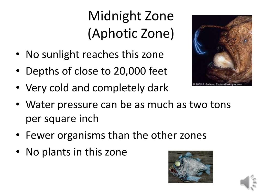 aphotic zone plants