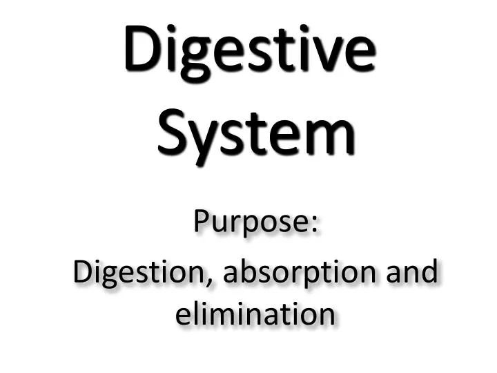 digestive system n.
