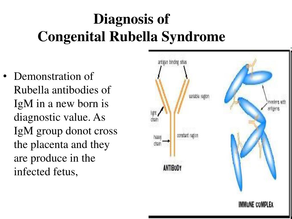 Rubella virus igg что значит