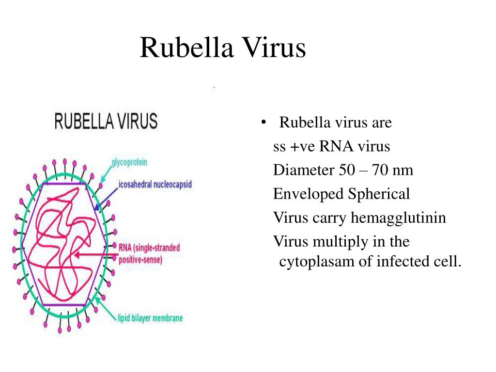 Rubella virus норма при беременности. Вирус краснухи Рубелла.