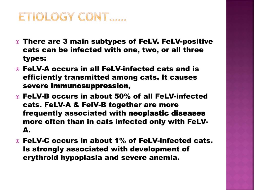 PPT - FELINE LEUKEMIA VIRUS ( FeLV ) PowerPoint Presentation, Free ...