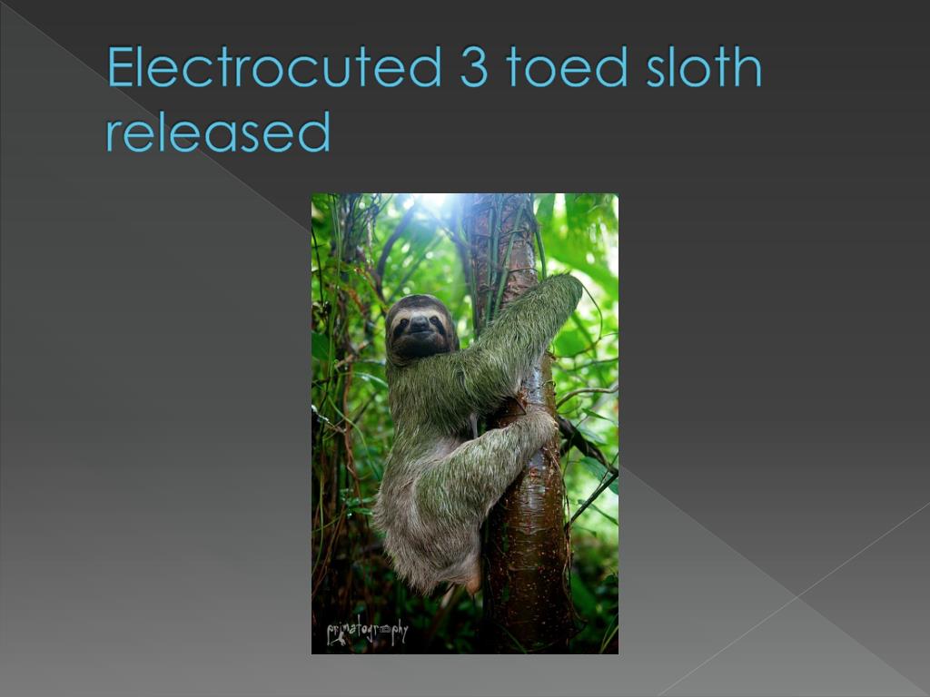 PPT - Pelota and Kermie , 2 toed sloths growing up PowerPoint ...