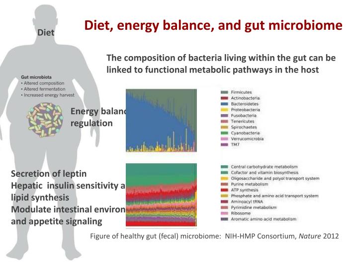 Picture of PPT - Gut microbiome : debugging the obesity and cancer link Overview ...