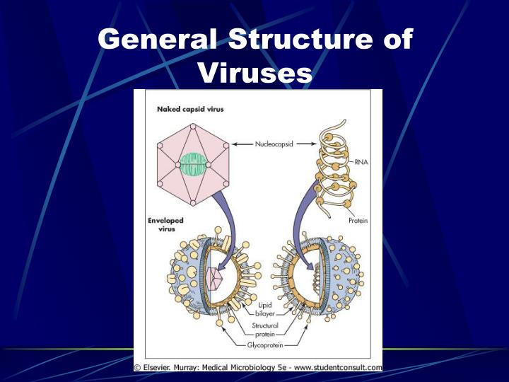 Ppt Introduction To Virology Casey D Morrow Phd Department Of Cell Biology Caseym 2015