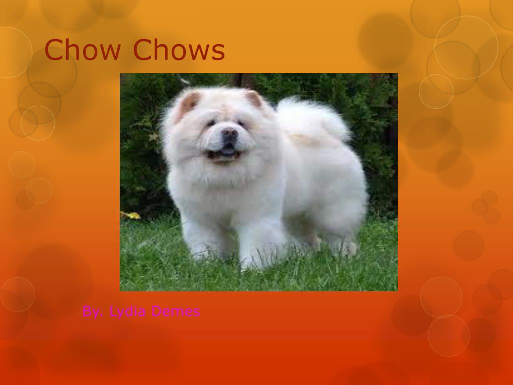 PPT Chow Chows PowerPoint Presentation free download ID 2275661
