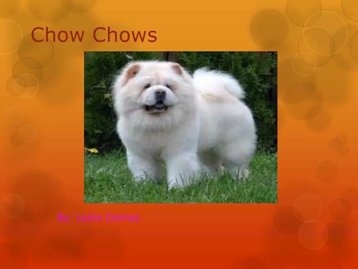 chow chows n.