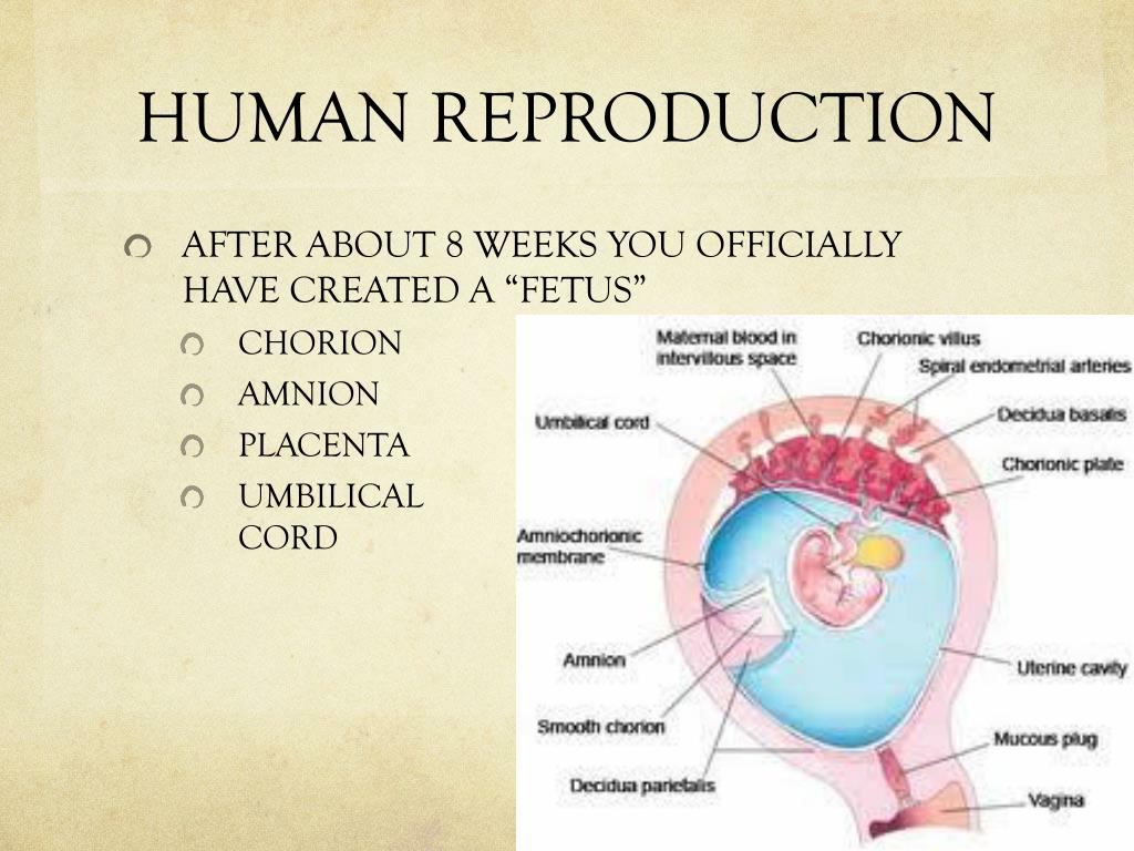Ppt Human Reproduction Powerpoint Presentation Free Download Id2275799 0401
