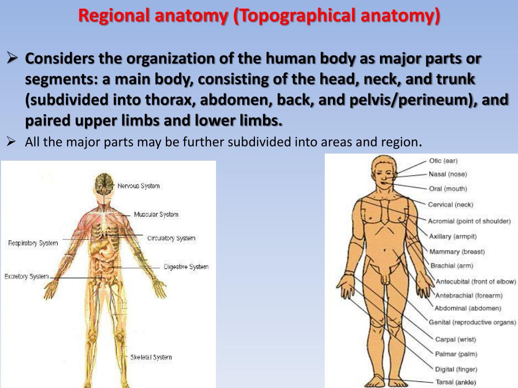 Main body. Regional Anatomy. The position of the Human body. The principal Parts of the Human. Anatomic Regions.