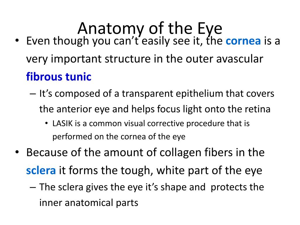 Anatomy of cheap eye ppt