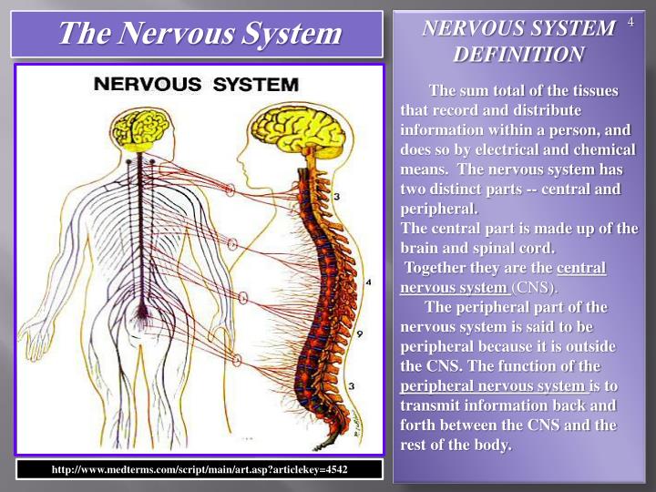 PPT - The Nervous System of our Study Series The Sanctuary of our Body ...