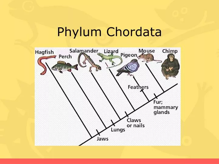 Phylum Chordata Chart