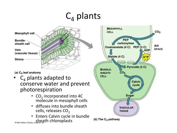 PPT Photosynthesis Chapter 10 Part 2 PowerPoint