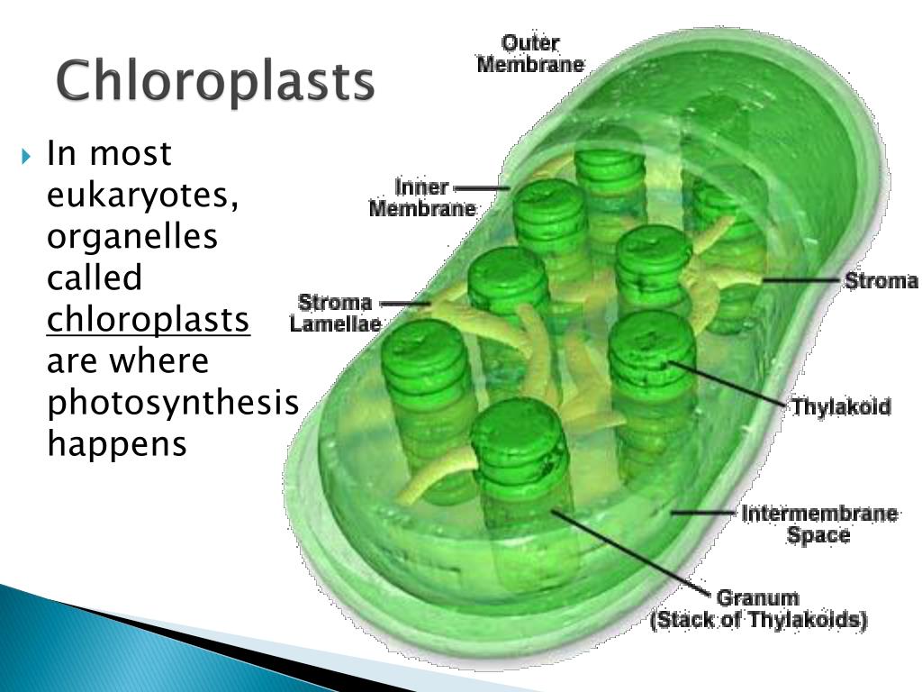 Cloroplastos celula vegetal