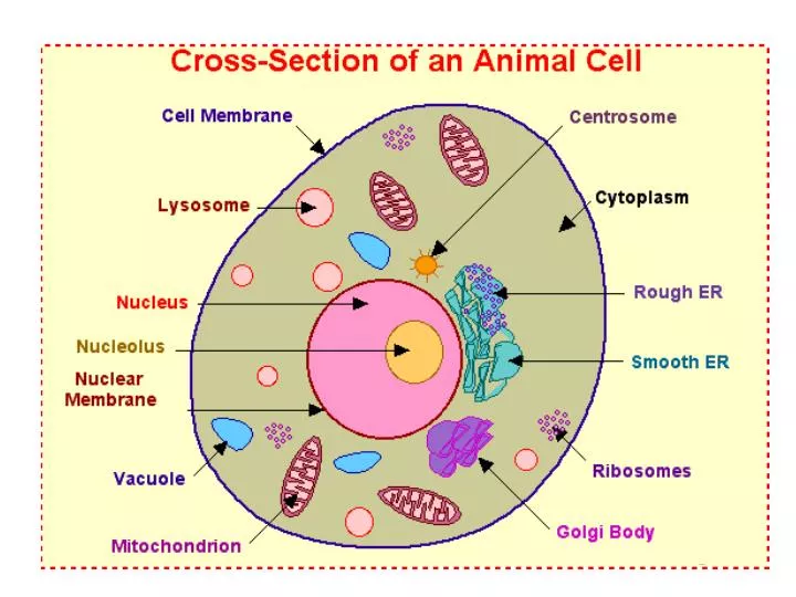 Where is the cytosol located