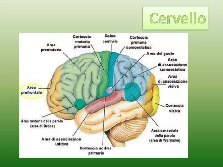 Il Cervello Ideologico. La Scienza Dietro Gli Estremismi Leor Zmigrod Rizzoli