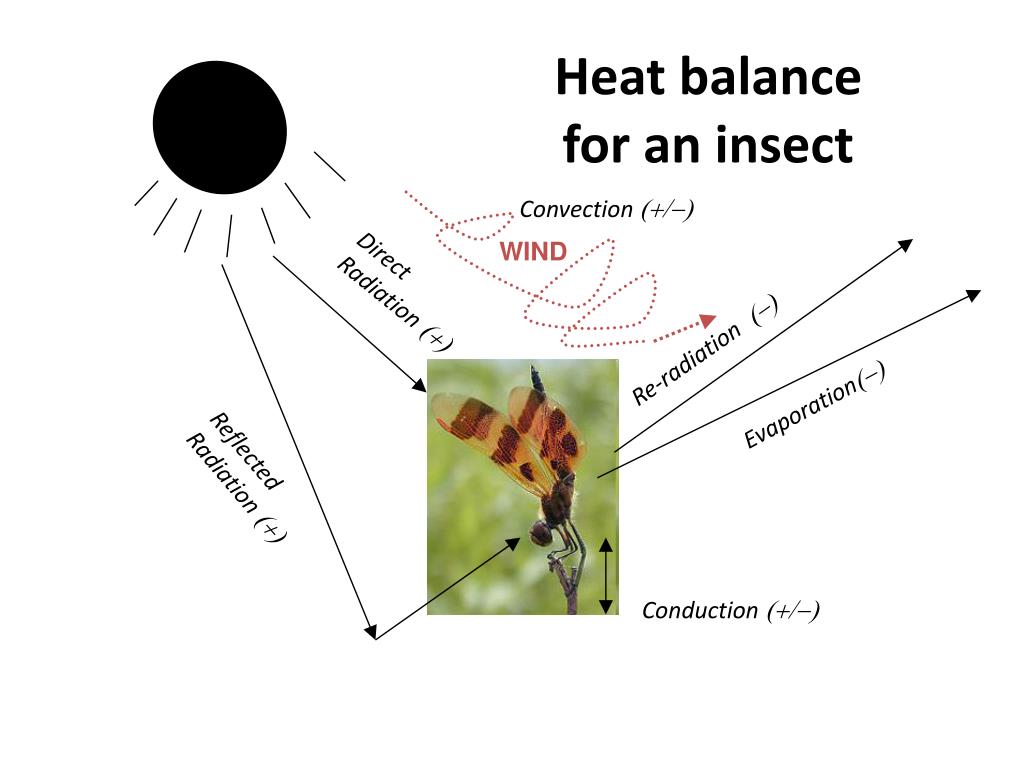 Heat Shock Insect Reproduction PPT - Ensuring paternity Sheep blow fly, Lucilia cuprina box 5.4 ...