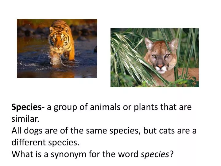PPT - Species - a group of animals or plants that are similar. PowerPoint Presentation - ID:2278101 PPT - Species - a group of animals or plants that are similar. PowerPoint Presentation - ID:2278101