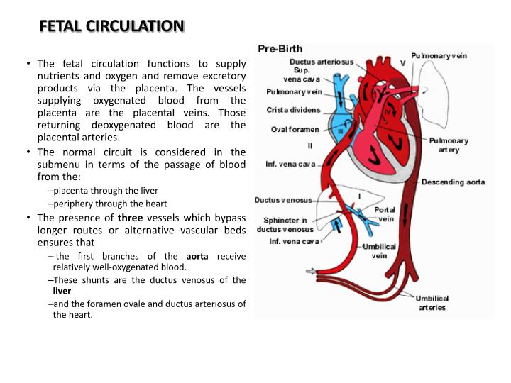 Circulation Flow Chart