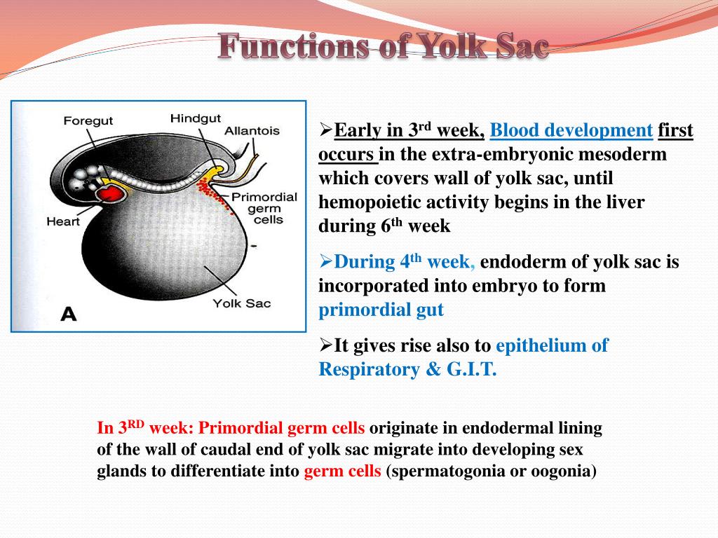 Yolk Sac Biology Britannica