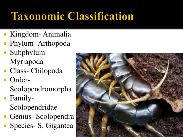 PPT - Amazonian Giant Centipede (Scolopendra gigantea) PowerPoint