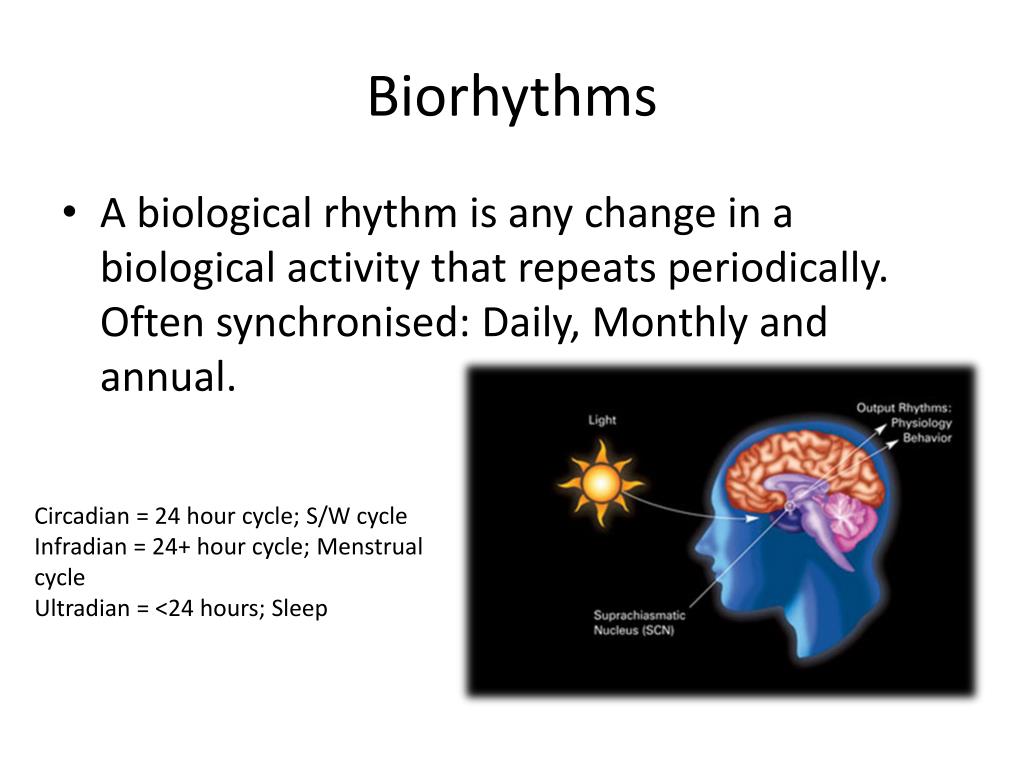 biological rhythm research