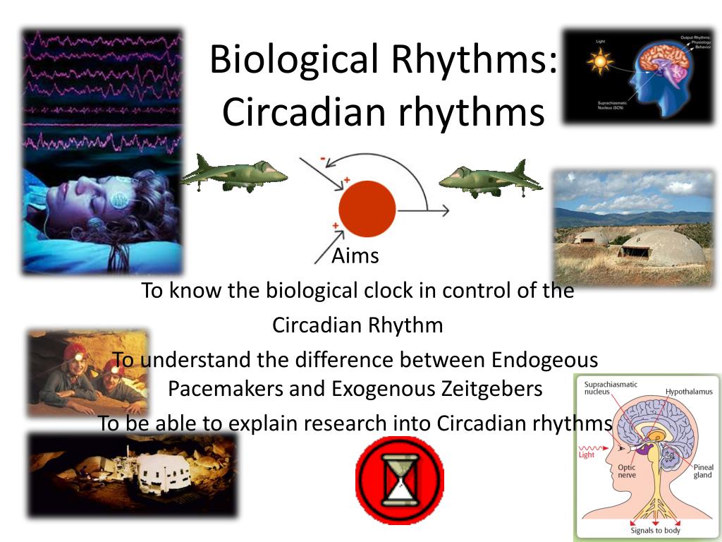 PPT - Biological Rhythms: Circadian rhythms PowerPoint Presentation, free  download - ID:2279771