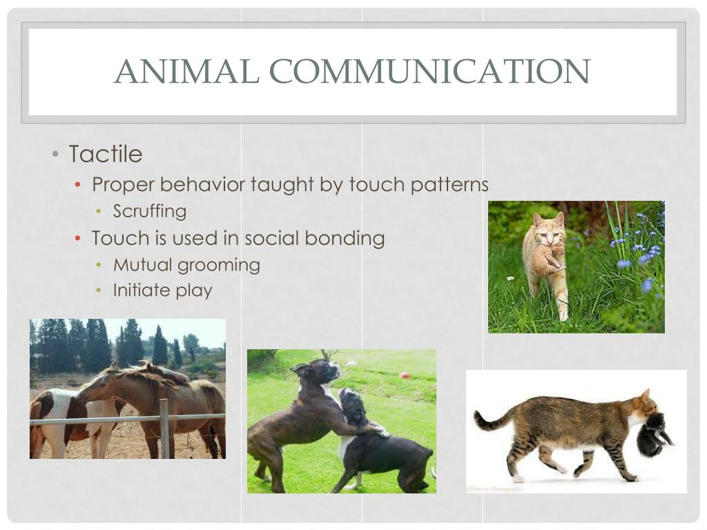 research papers on animal communication