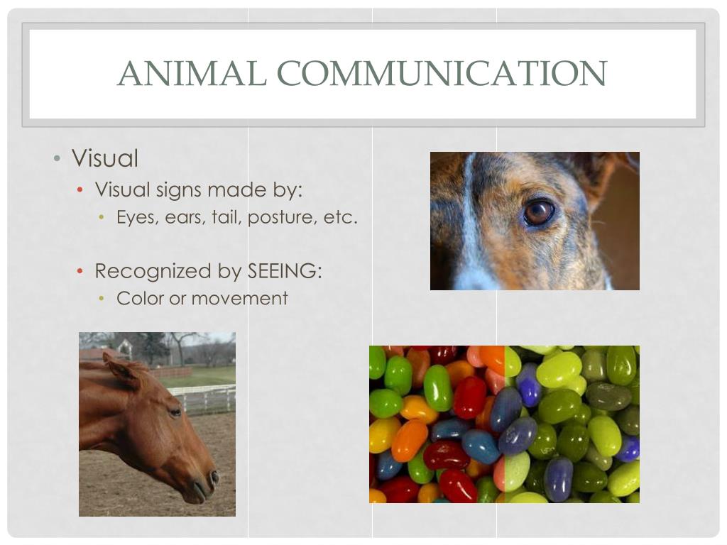 PPT - Animal Behavior and Restraint PowerPoint Presentation, free