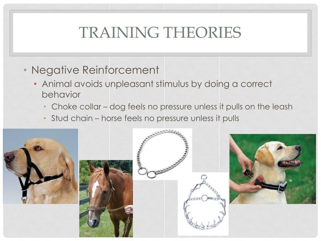 negative reinforcement examples in dog training negative reinforcement examples in dog training